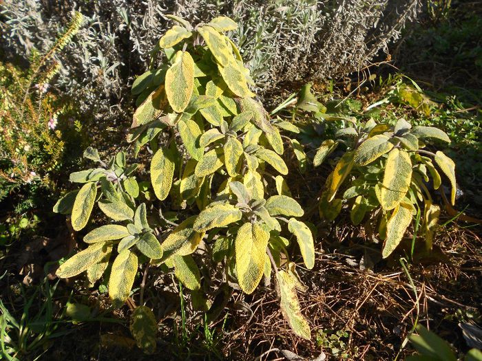 salvia icterina gold dust - GRADINA MEA  SI DE VANZARE