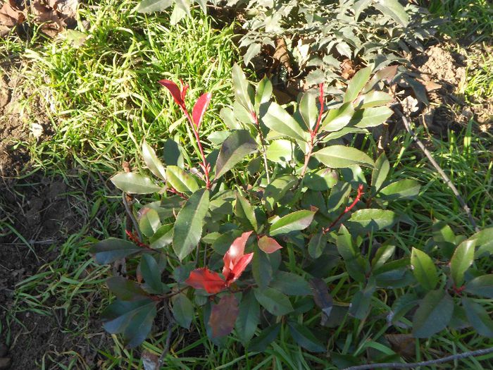 photinia fraseri red robin; butasi disponibili
