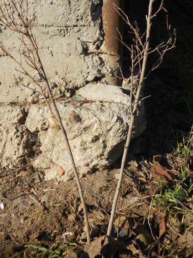 lagestroemia indica ROSEA - GRADINA MEA  SI DE VANZARE