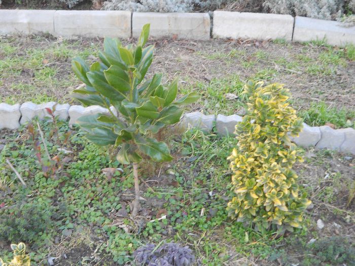 magnolia grandiflora (pui) si euonimus variegat - GRADINA MEA  SI DE VANZARE