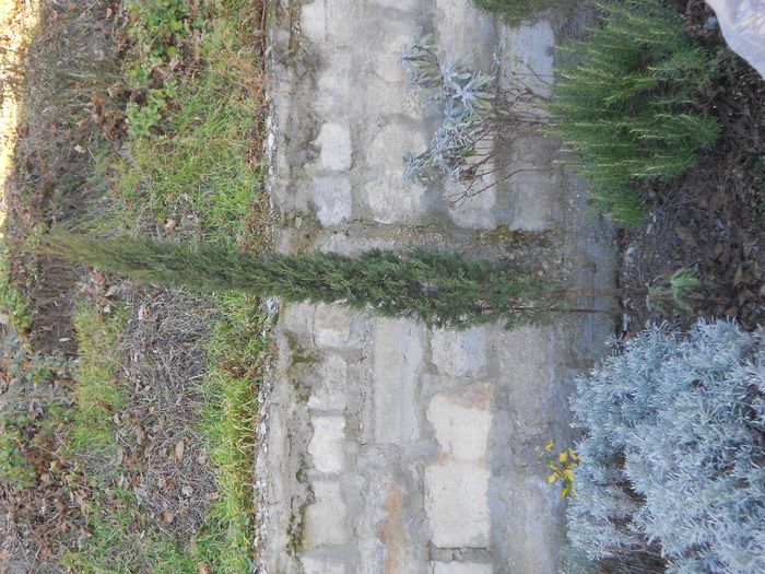 cupressus sempervirens var. totem