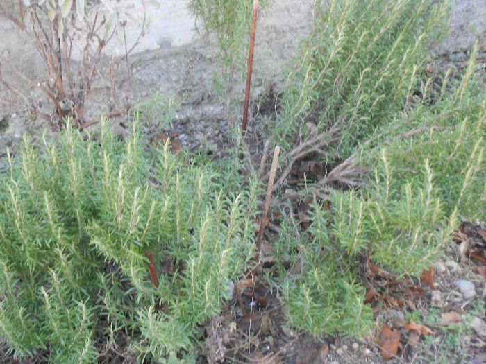 OCAZIE!rosmarinus officinalis,detaliu; foarte rezistent la ger,aclimatizat in zona mea,cele din comert sunt cultivate in sera si nu vor rezista in gradina iarna,acesta provine dintr-o regiune muntoasa din nordul italiei,de acolo si reziste
