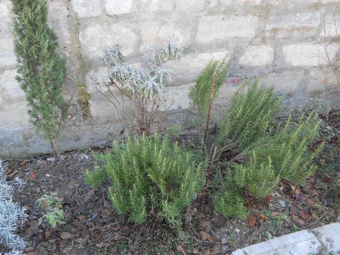 rosmarinus officinalis sau rozmarin,; butasi disponibili,acest rozmarin este un veteran,are o varsta destul de inaintata(9 ani)si a rezistat foarte bine la temperaturi record in iernile 2009 si 2012 cand temperatura a scazut sub -20 multe
