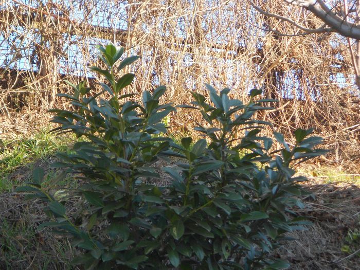 PRUNUS LAUROCERASSUS ETNA - GRADINA MEA  SI DE VANZARE