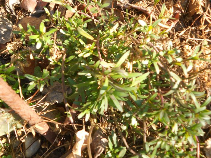 IBERIS SEMPERVIRENS