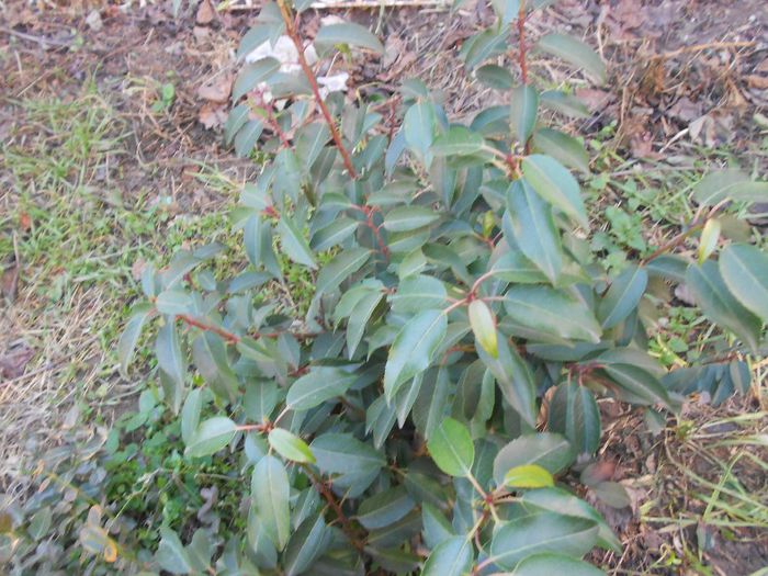 PRUNUS LUSITANICA; ARBUST VESNIC VERDE,CE INFLORESTE IN LUNILE DE VARA,AVAND FLORI ALBE ASEZATE IN CIORCHINI CU UN PARFUM INCANTATOR,CRESTE FOARTE REPEDE,BUTASI DISPONIBILI
