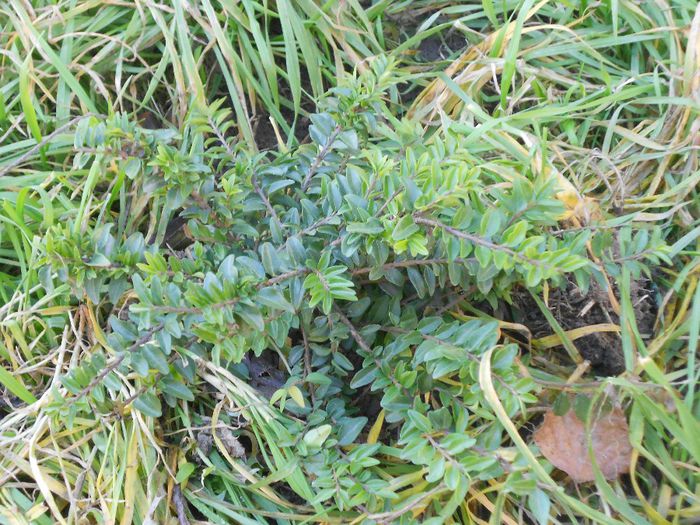 LONICERA NITIDA