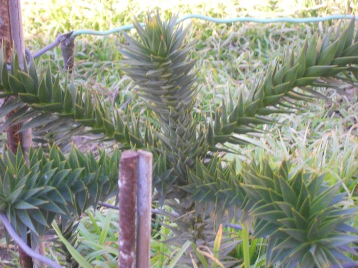 ARAUCARIA ARAUCANA