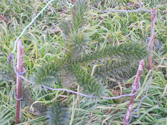 ARAUCARIA ARAUCANA 2