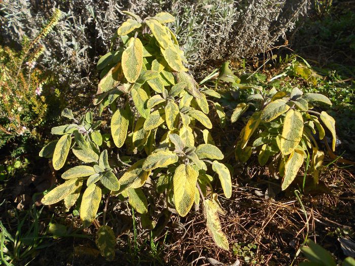 salvia icterina