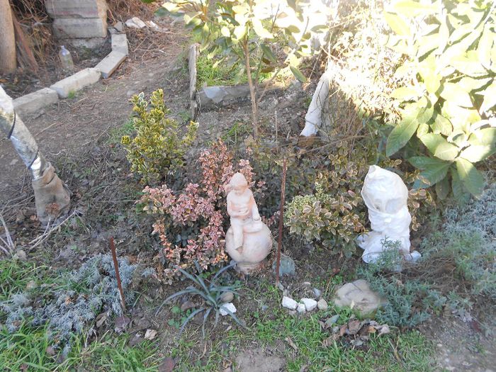 EUONIMUS FORTUNEI SI BUXUS VARIEGATA