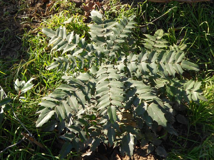 MAHONIA INTERMEDIA WINTER SUN