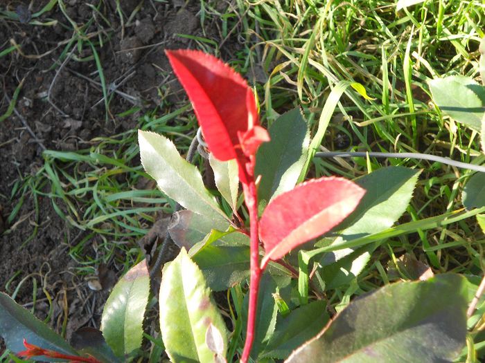 DETALIU FRUNZA PHOTINIA