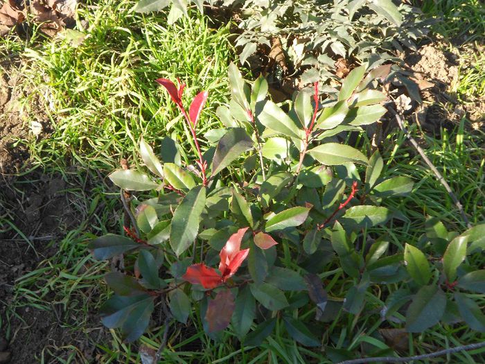 PHOTINIA FRASERI RED ROBIN - GRADINA MEA  SI DE VANZARE