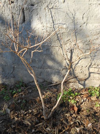 LAGESTROEMIA INDICA roz - GRADINA MEA  SI DE VANZARE