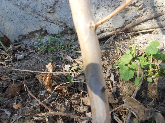 DETALIU SCOARTA LAGESTROEMIA - GRADINA MEA  SI DE VANZARE