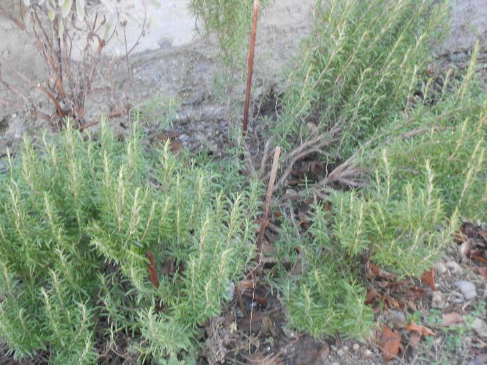 rosmarinus officinalis detaliu - GRADINA MEA  SI DE VANZARE