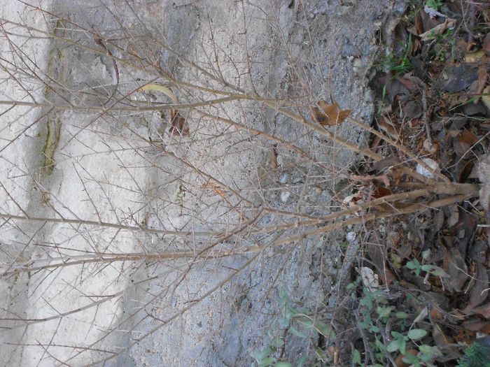PUNICA GRANATUM sau rodiul meu cu fructe gustoase - GRADINA MEA  SI DE VANZARE