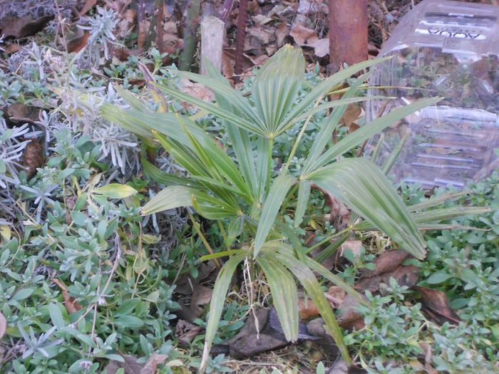 trachycarpus princeps - GRADINA MEA  SI DE VANZARE