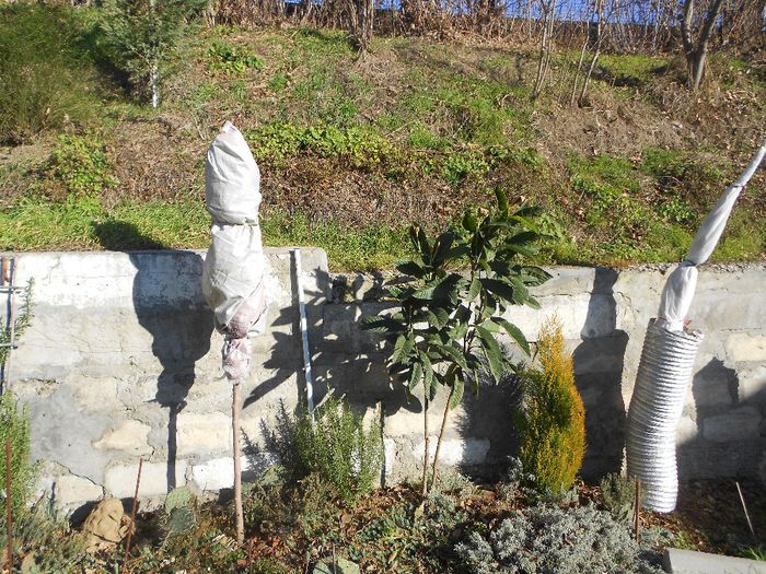  - GRADINA MEA  SI DE VANZARE