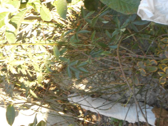 ucii 048 - GRADINA MEA  SI DE VANZARE