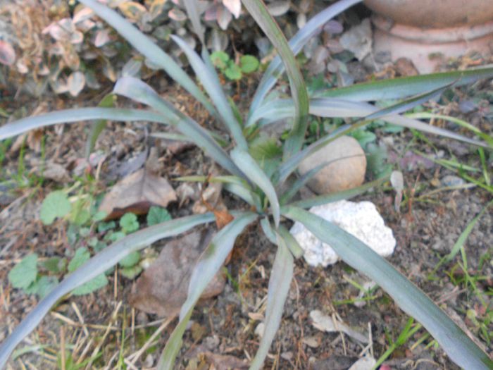 YUCCA ROSTRATA/RECURVIFOLIA - GRADINA MEA  SI DE VANZARE