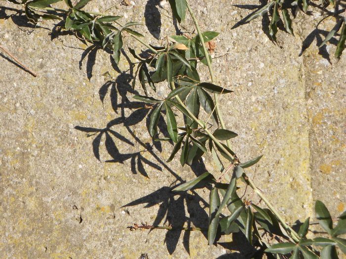 PASSIFLORA CAERULEA