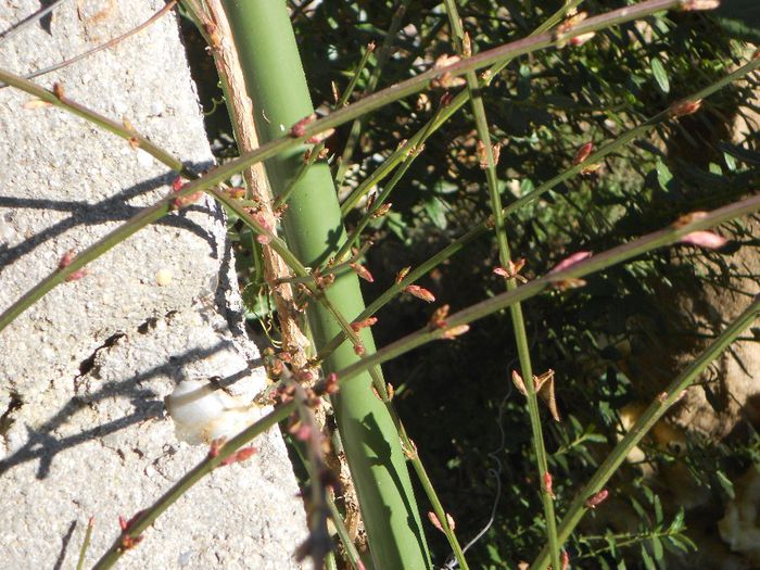 JASMINUM NUDIFLORUM SAU IASOMIA DE IARNA,INFLORIRE IMINENTA - GRADINA MEA  SI DE VANZARE