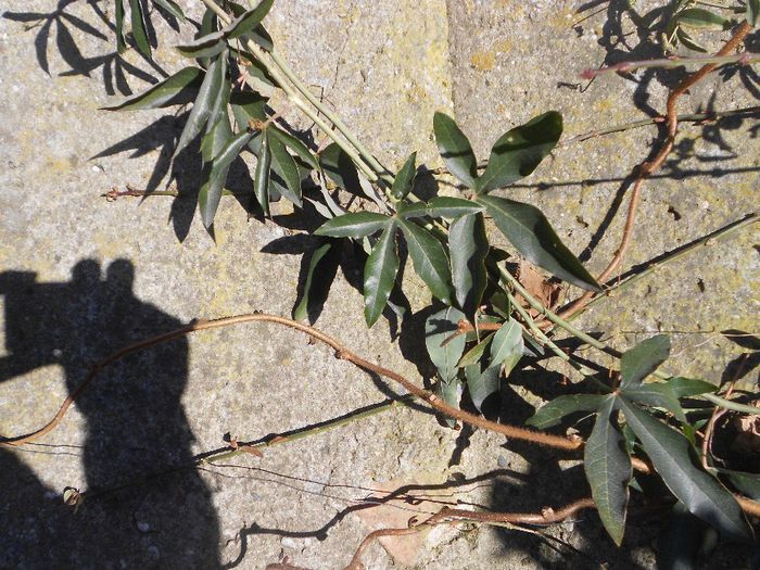 PASSIFLORA CAERULEA DETALIU - GRADINA MEA  SI DE VANZARE