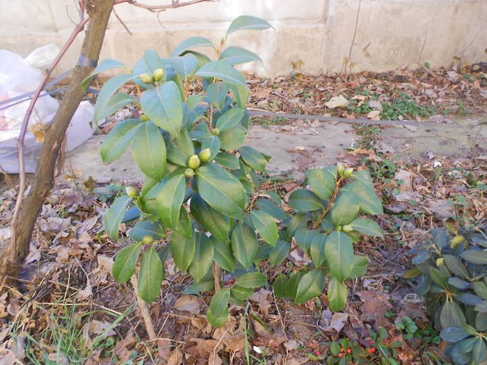 CAMELIA JAPONICA MRS TINGLEY - GRADINA MEA  SI DE VANZARE