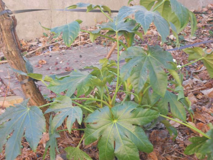 fatsia japonica