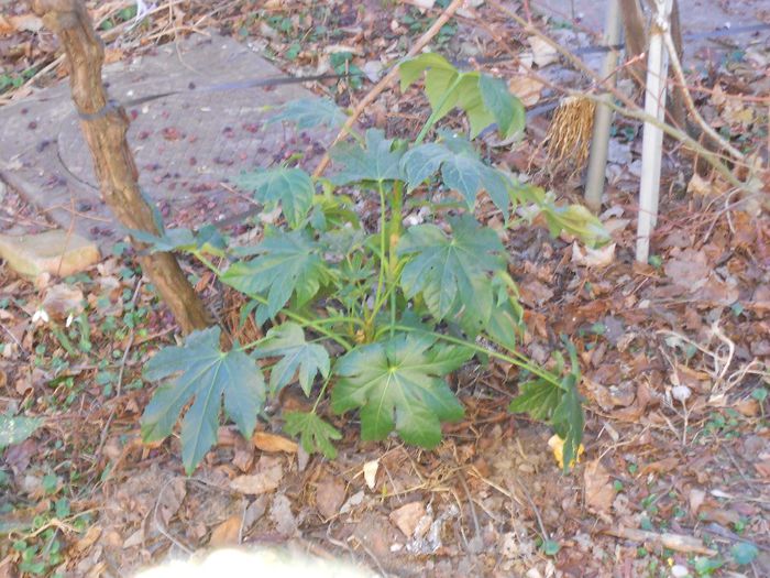 fatsia japonica