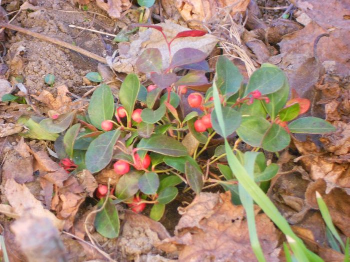 glautheria procumbens