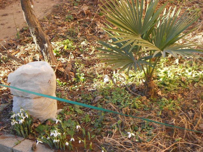 TRACHYCARPUS FORTUNEI  si ghiocei - GRADINA MEA  SI DE VANZARE