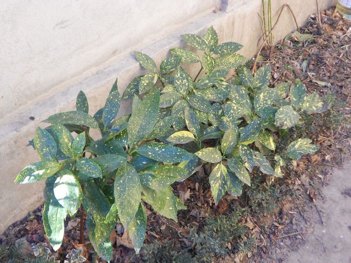 aucuba japonica crotonifolia