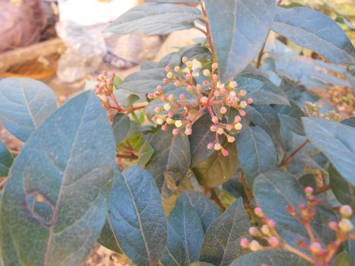 viburnum tinus sau calinul mediteraneean; este o planta vesnic verde,rezistenta l ger in zona noastra,care inflorete foarte frumos din septembrie pana in mai,chiar si in miezul iernii dupa cum se vede!
