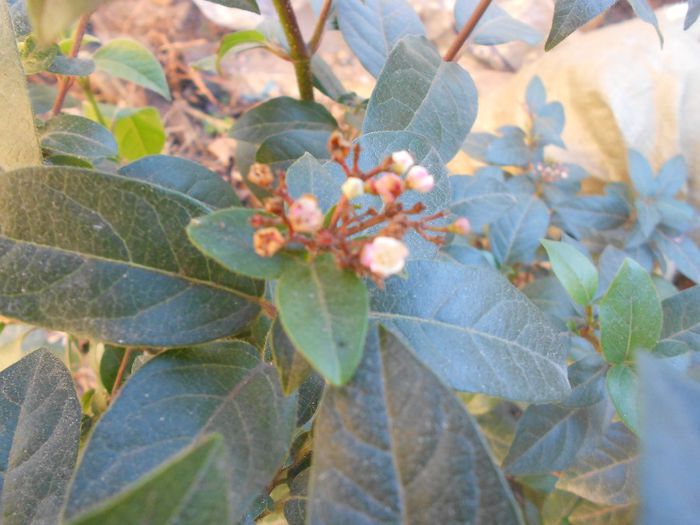 flori viburnum tinus