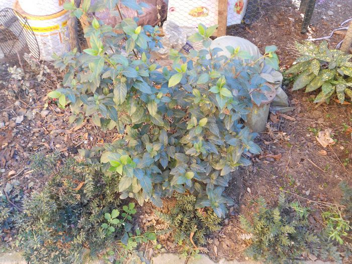 viburnum tinus