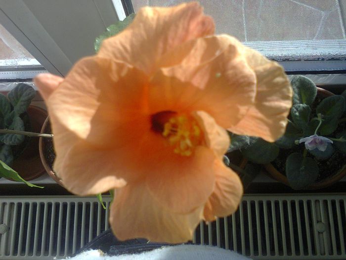 Fotografie1747 - HIBISCUSII MEI