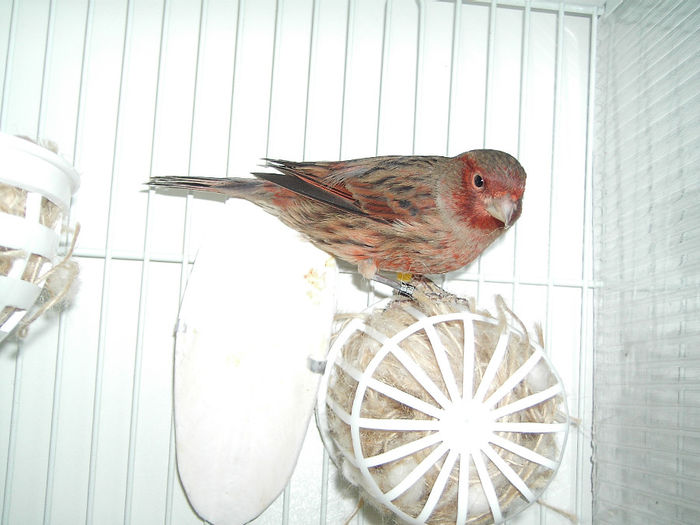 Rosu Negru Neintensiv