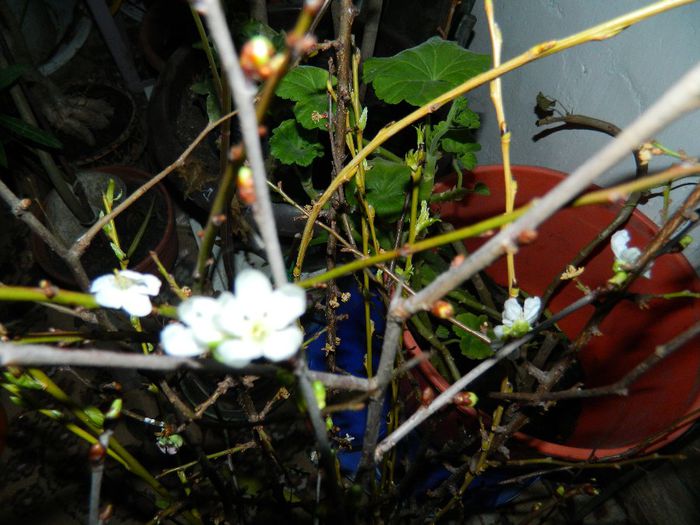 DSCN0932