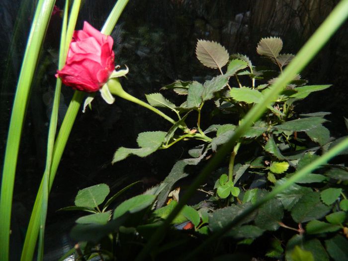 DSCN0934