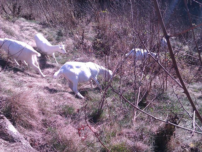 IMAG0940 - Capritele mele saanen la 7-8 luni 2013