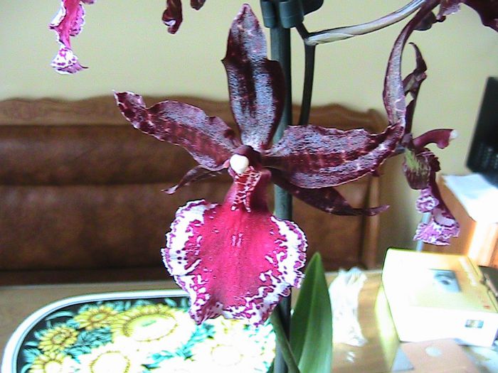 Odontoglossum Remember Black From