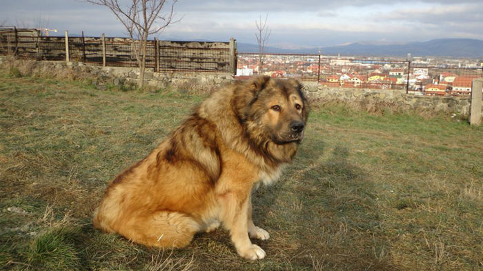 BAI ANRI TZAREVNA DE CAUCAZ