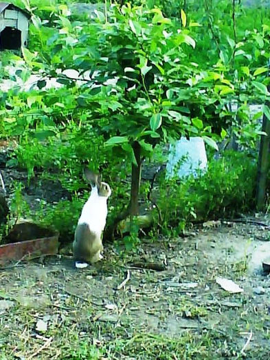 femela, a ramas de prasila