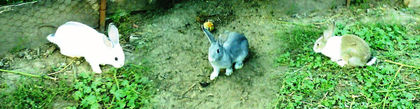 DSC05588 - H--- primii iepuri
