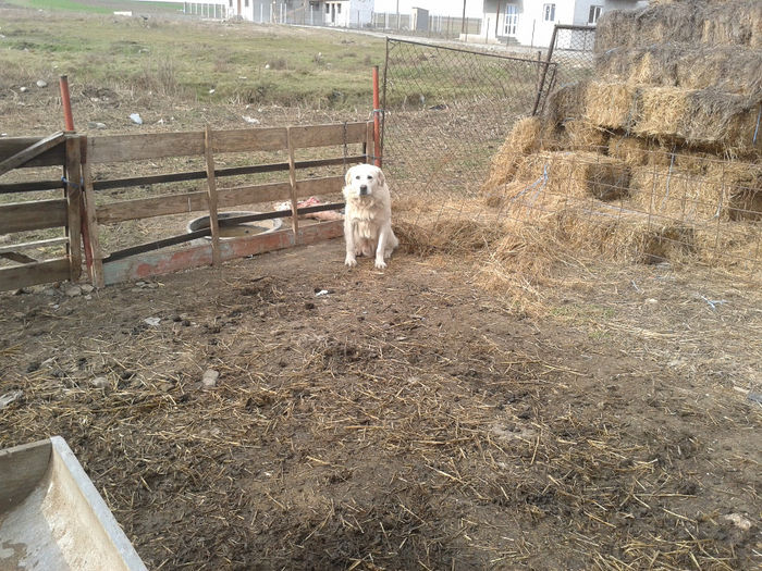 20140112_125616 - caini de oi din Dobrogea