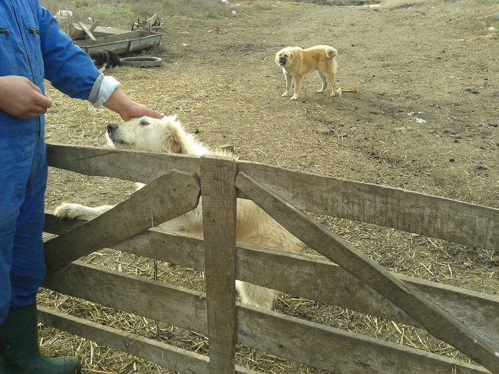 20140112_125630 - caini de oi din Dobrogea