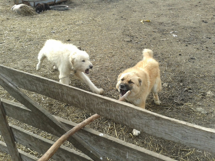 20140112_125645 - caini de oi din Dobrogea